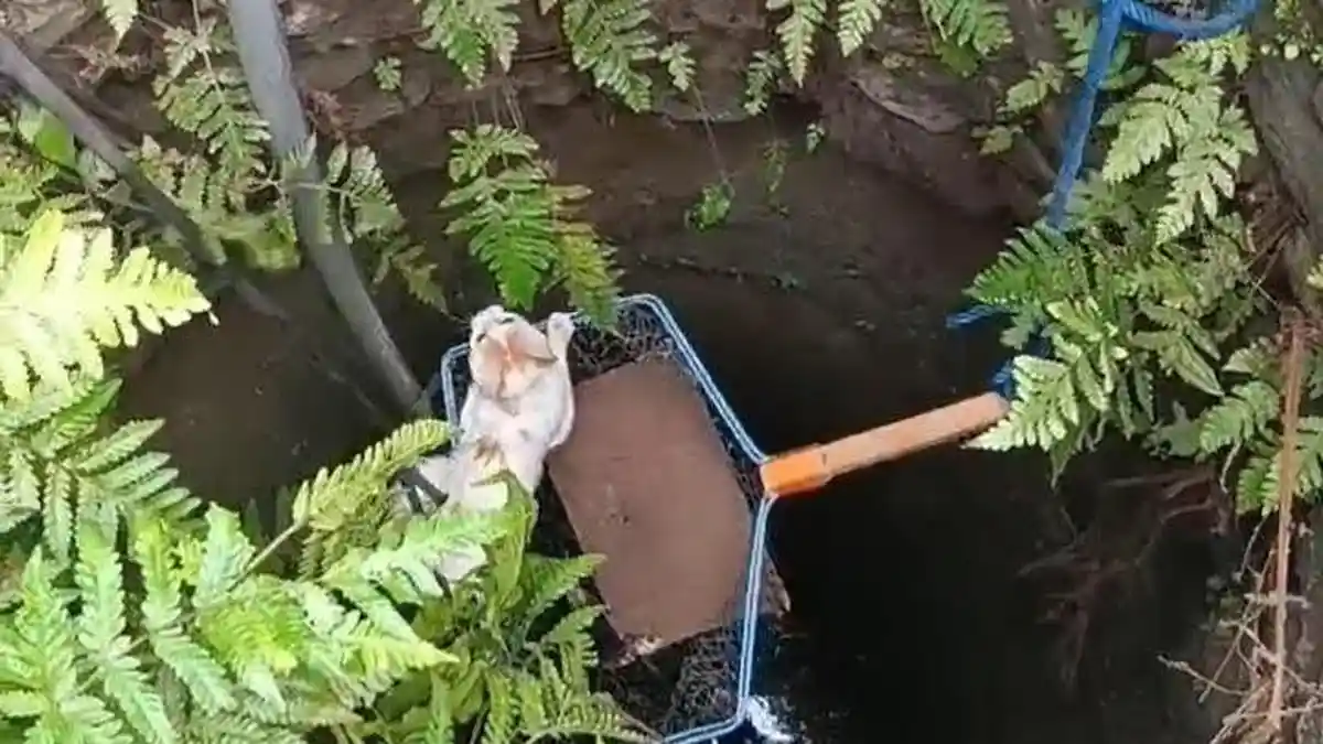 Heroiknya Aksi Damkar di Kediri Selamatkan Kucing Kesayangan Warga yang Tercebur di Sumur