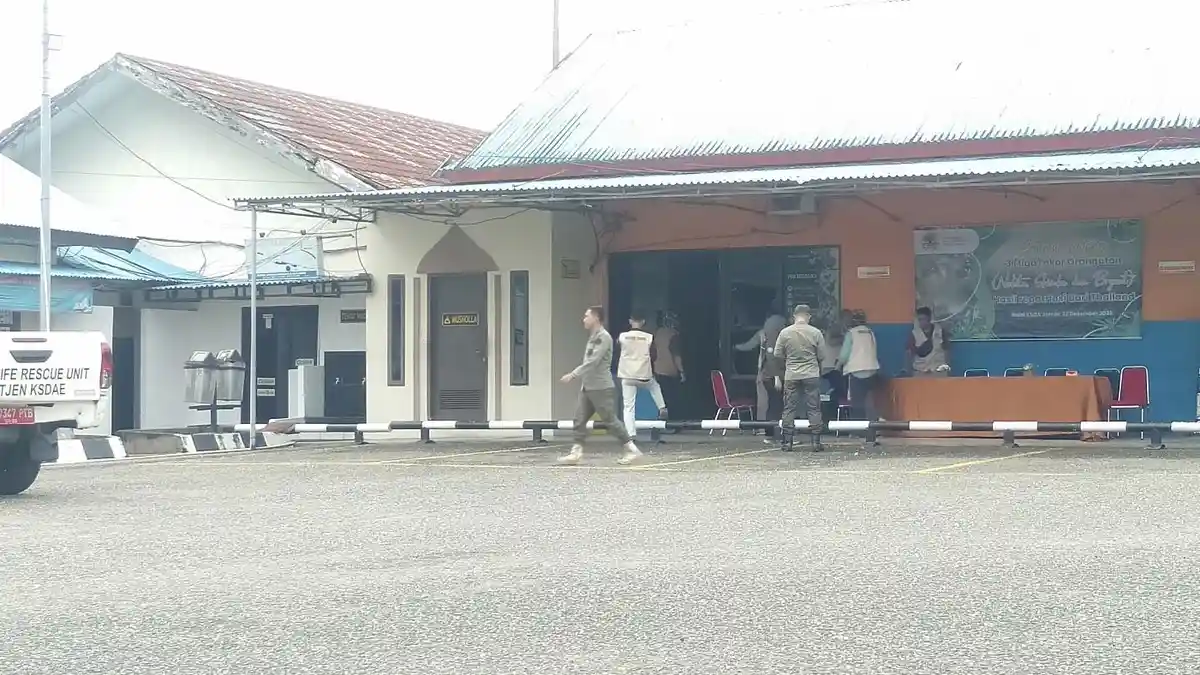 BKSDA Jambi akan Lepasliarkan Tiga Ekor Orang Utan Hasil Repatriasi dari Thailand