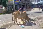Keluhan-Warga-Soal-Sapi-yang-Curi-Sekarung-Bakso-Kemasan-di-Ogan-Iilr-Viral-Bingung-Kini-Merugi.jpg