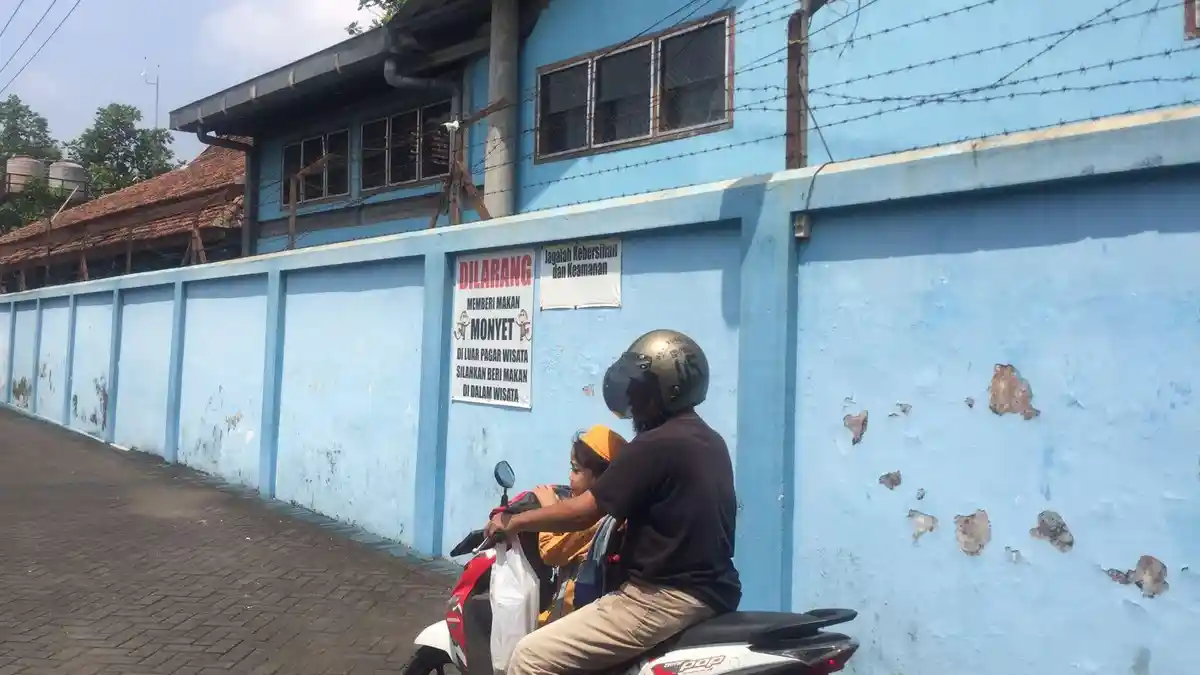 Teror Monyet Bikin Resah Warga di Malang, Turun dari Tempat Wisata ke Pemukiman: Hanya Lewat