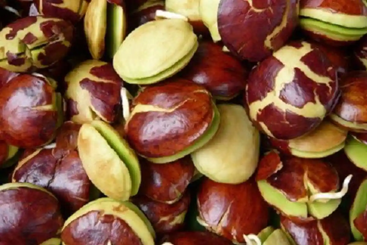 Jengkol Tak Menimbulkan Bau yang Menyengat, Ternyata Begini Cara Mudah Memasaknya