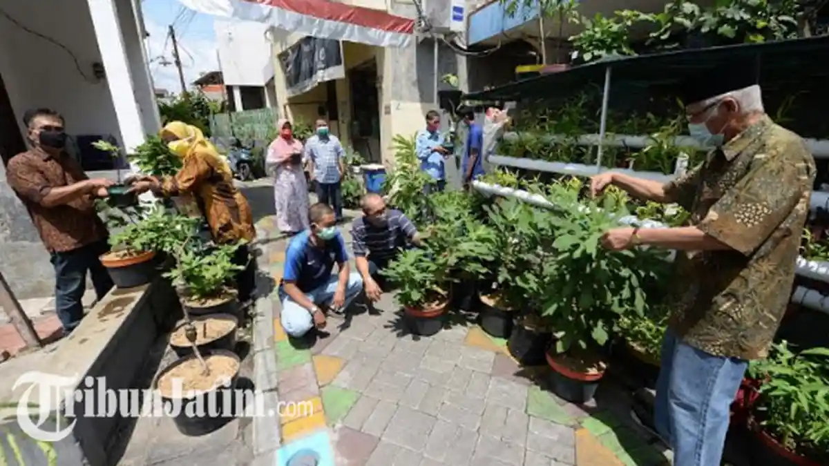 Ketua RT 05 RW 10 Ketabang Ajak Warganya Tanam Buah Tin: Punya Segudang Manfaat untuk Tubuh