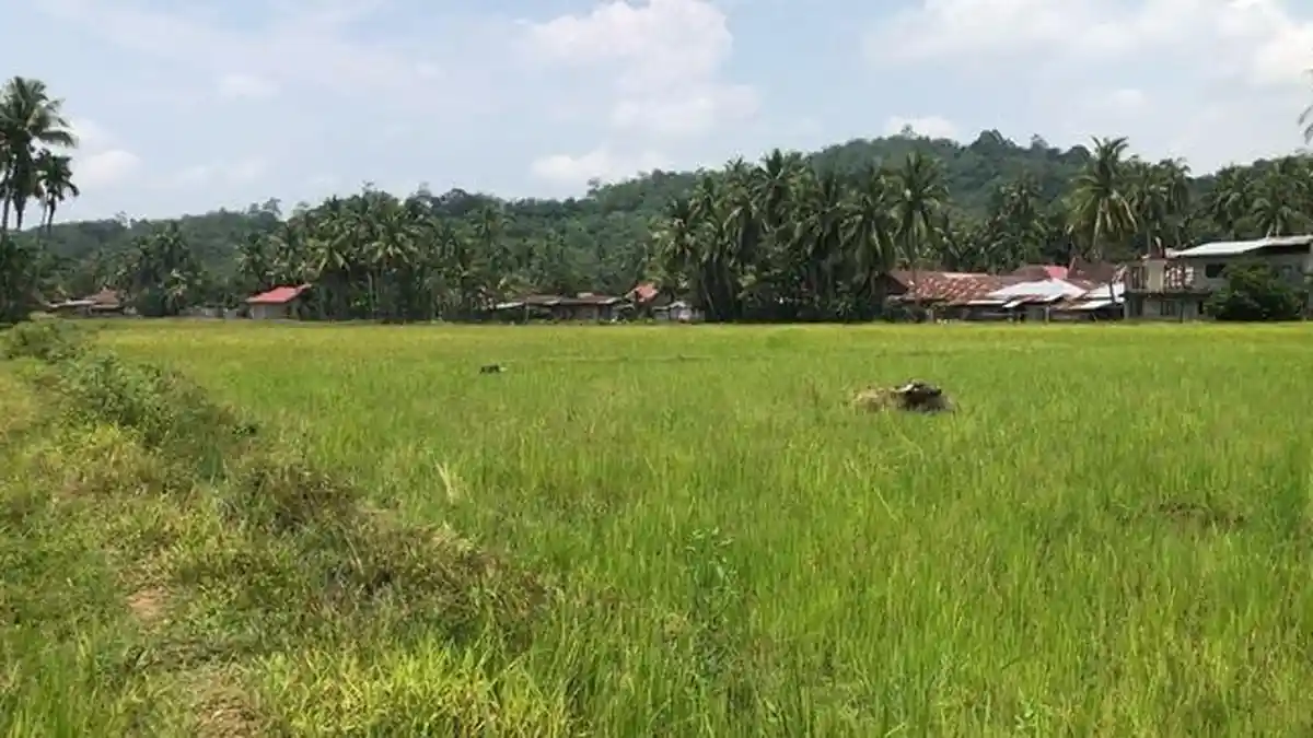 Mengenal Budidaya Padi di Lahan Bekas Tambang Emas di Sijunjung