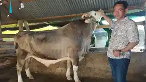 Harga-Sapi-Kurban-Presiden-Jokowi-Berat-Satu-Ton-Pemotongan-di-Pasarwajo-Buton-Sulawesi-Tenggara.jpg