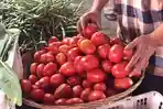 Harga Cabai Merah Melonjak, Harga Tomat Ikutan Naik di Pekanbaru