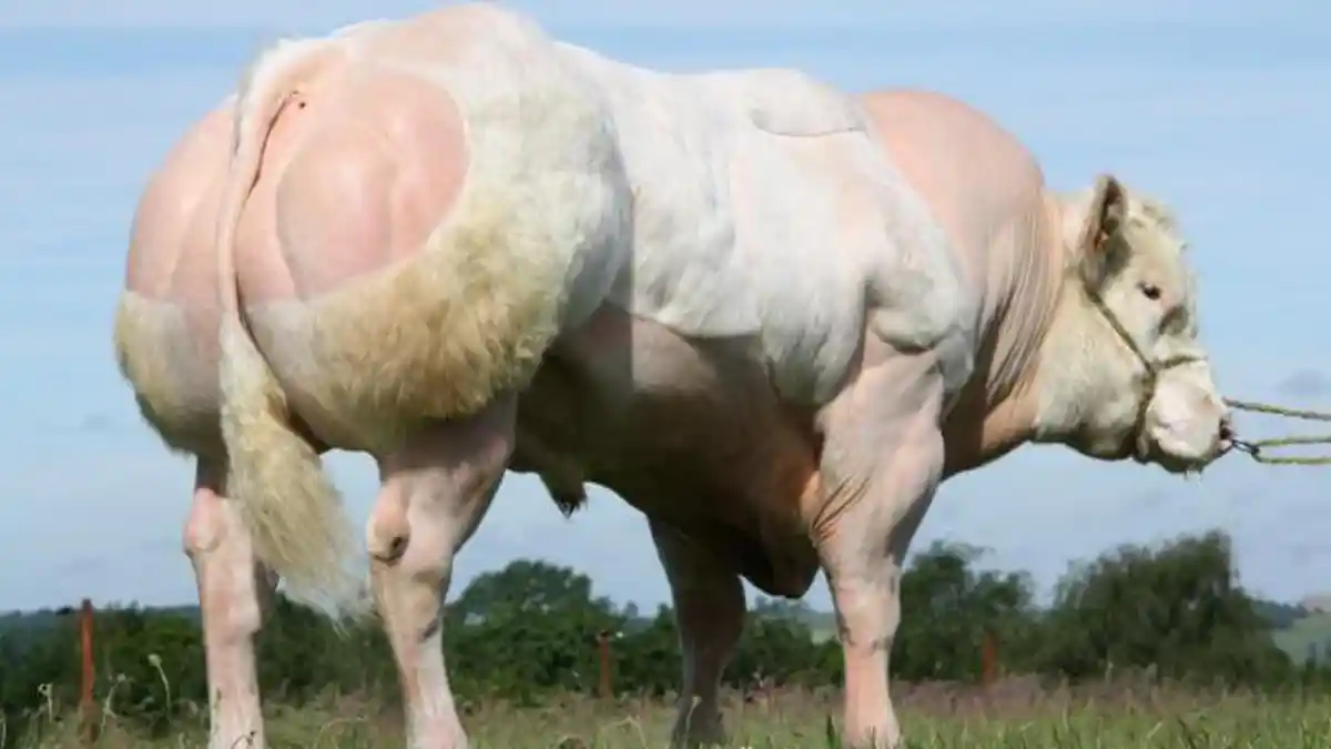 Heboh Sapi Berotot - 10 Fakta Menarik Hewan Seberat 1,2 Ton yang Kamu Harus Tahu
