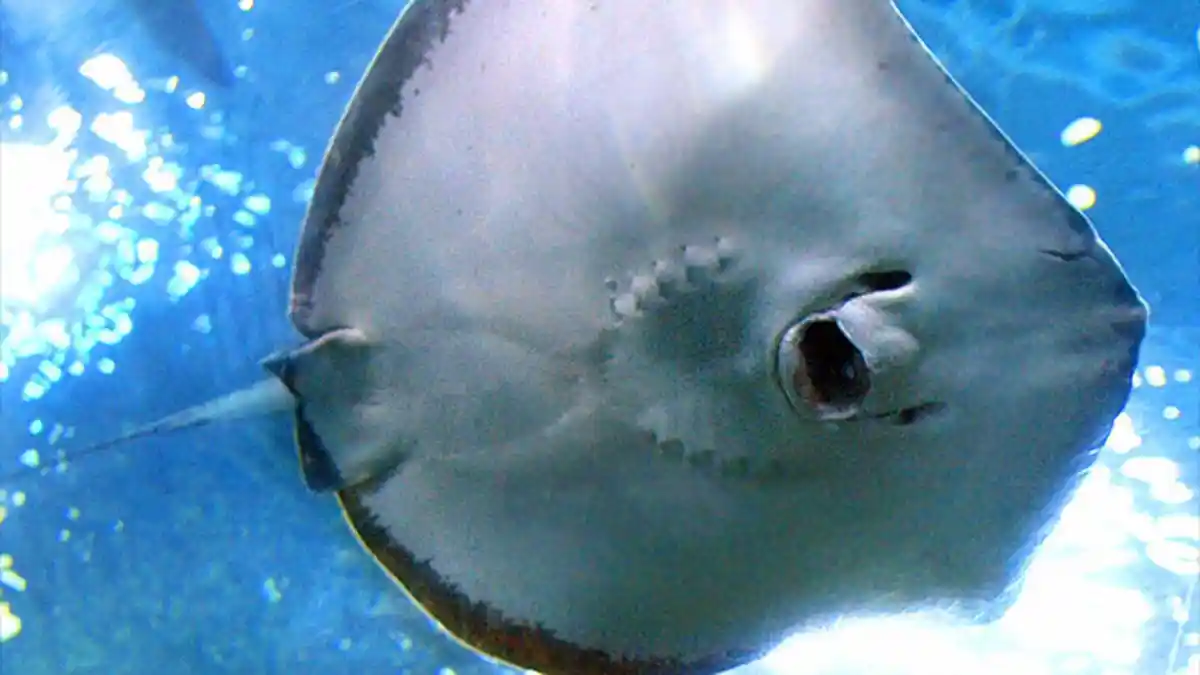 Pengunjung Akuarium Jepang Dibuat Merinding oleh Aksi Ikan Pari Ini, yang Terjadi Ternyata. . .