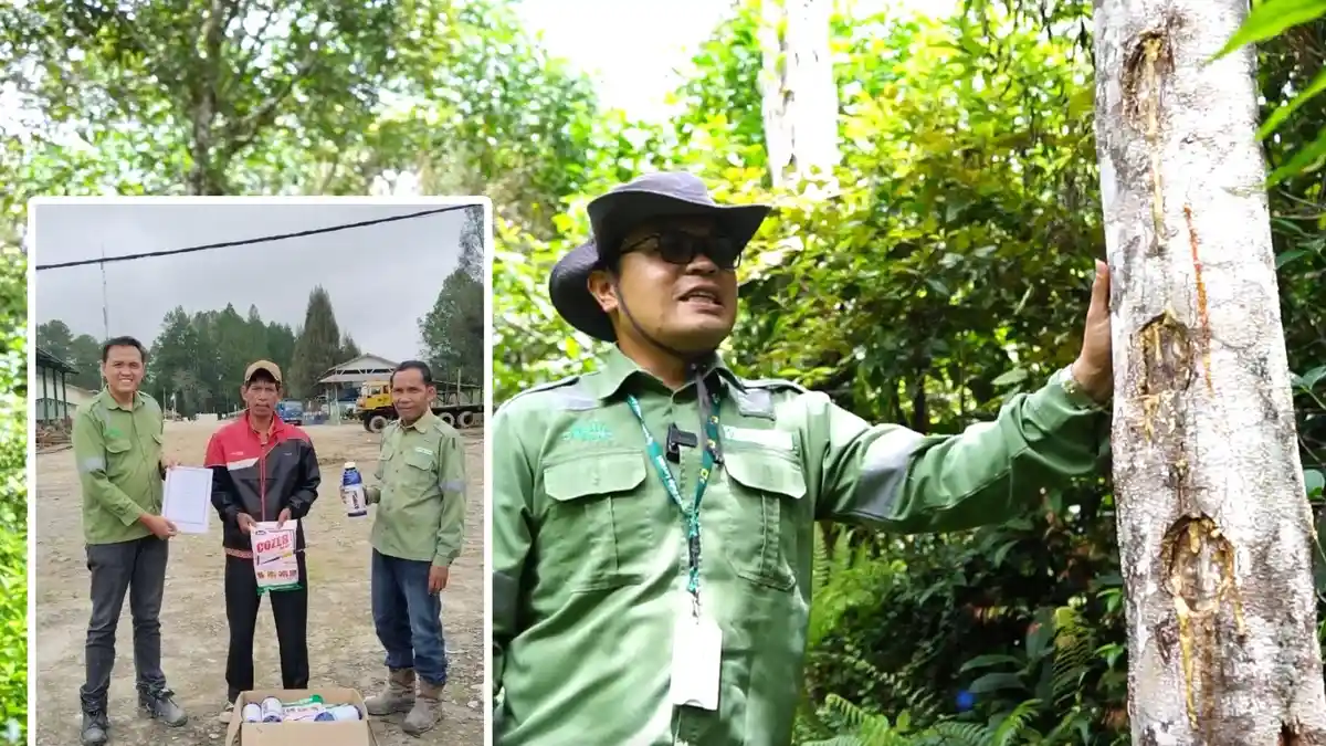 Toba Pulp Lestari Berkomitmen Lestarikan Tanaman Kemenyan di Wilayah Operasional Perusahaan