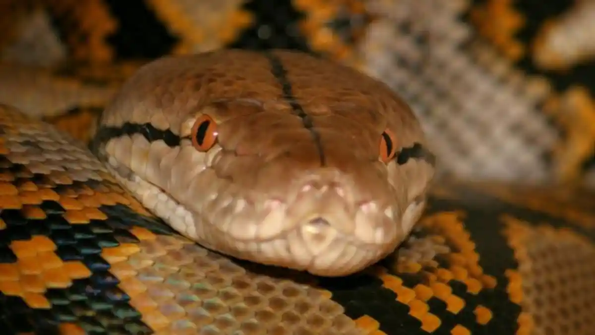 Petugas Damkar Digigit Ular Piton 4,3 Meter saat Evakuasi di Kabupaten Semarang