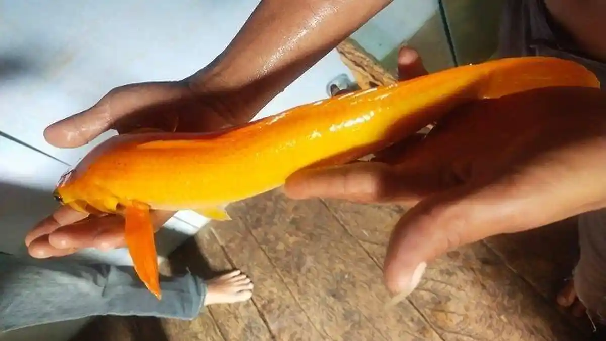 Viral Penangkapan Ikan Gabus Berwarna Emas di MUBA