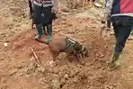 20251116-_-Anjing-Pelacak-Sisir-Lokasi-Longsor-Majenang-Cilacap.jpg