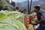 Petani Dieng Memanen Kubis