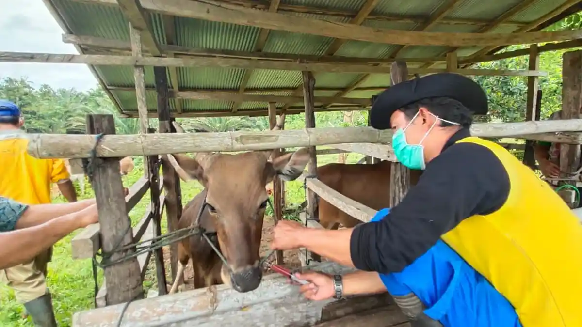 Iritasi Mata Pada Sapi Berisiko Fatal, Peternak Tala Diminta Lakukan Hal Demikian