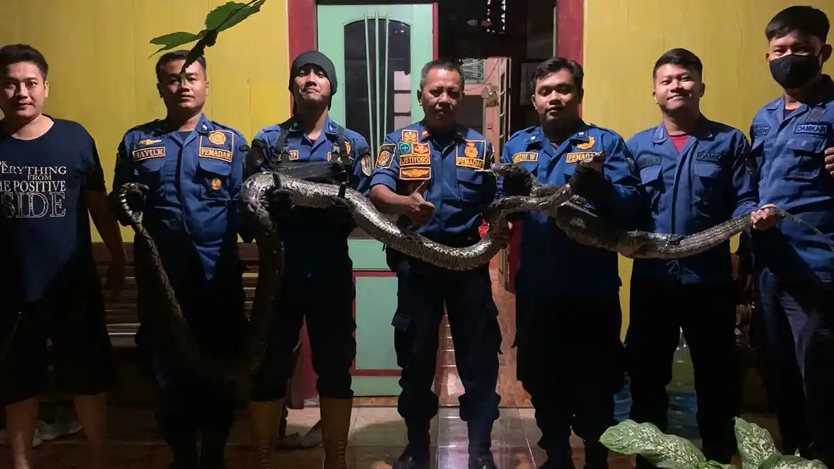 Damkar Semarang Evakuasi Ular Piton dan Biawak di Kamar Warga Tugu