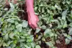 Petani Bibit Tanaman Cabai dan Sayuran