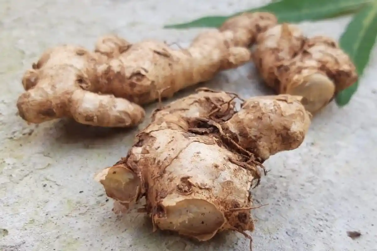 Khasiat Ampuh Jahe yang Belum Dikenal, Sembuhkan Migrain dan Kebotakan