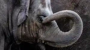 Ilustrasi-gajah-yang-diambil-dari-Pixabay-pada-13-Mei-2025.jpg