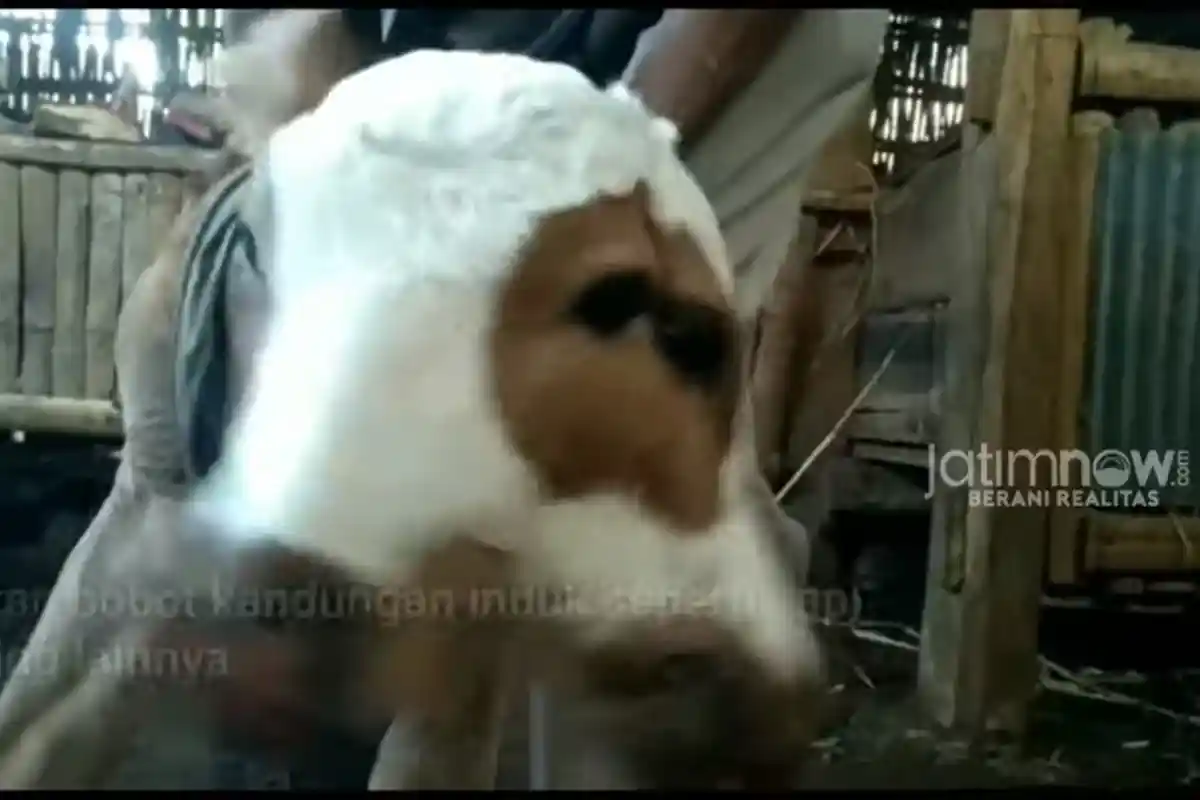 UNIK! Anak Sapi Berkepala Dua Bermata 4 Hebohkan Warga Leces Probolinggo! Begini Cerita Pemilik Sapi