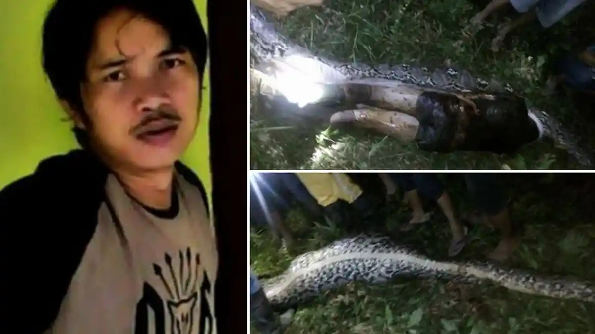 Terharu! Akbar yang Tewas Dilahap Ular Piton Itu Ternyata Petik Sawit untuk Maksud Mengejutkan Ini