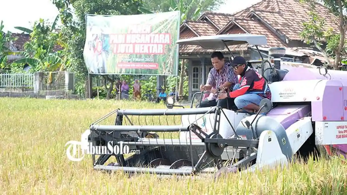 Ambil Bagian Dalam Panen Padi Nusantara, Maret-April Klaten Bakal Panen 12 Ribu Hektare