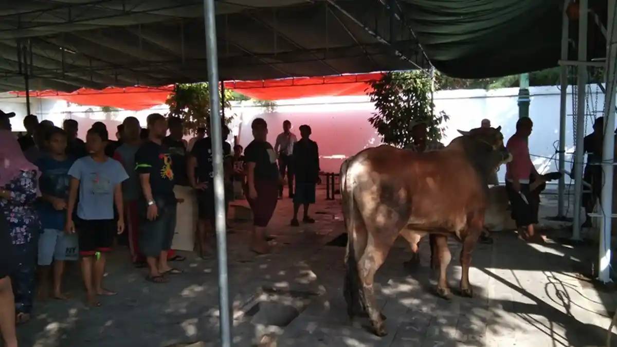 Masjid Gedhe Kauman Yogyakarta Sembelih 10 Sapi dan 24 Kambing