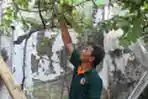 Melihat Taman Anggur di Bangunan Gedung Kosong