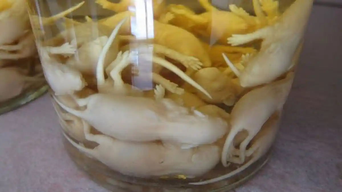 5 Minuman Paling Menjijikkan di Dunia, Tampilannya Aneh, No 5 Ada Sensasi 'Nuklir', Berani Coba?