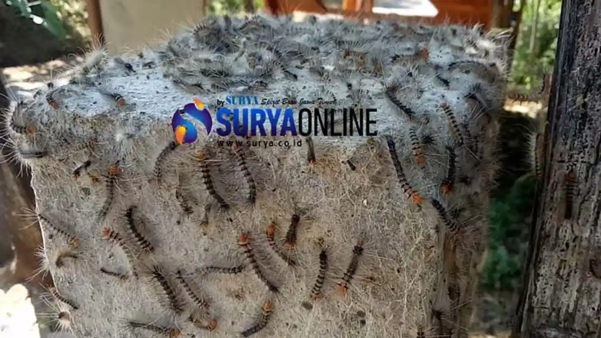 3 Desa di Pasuruan 'Diserang' Ulat Bulu, Sehari Bisa 1 Ember