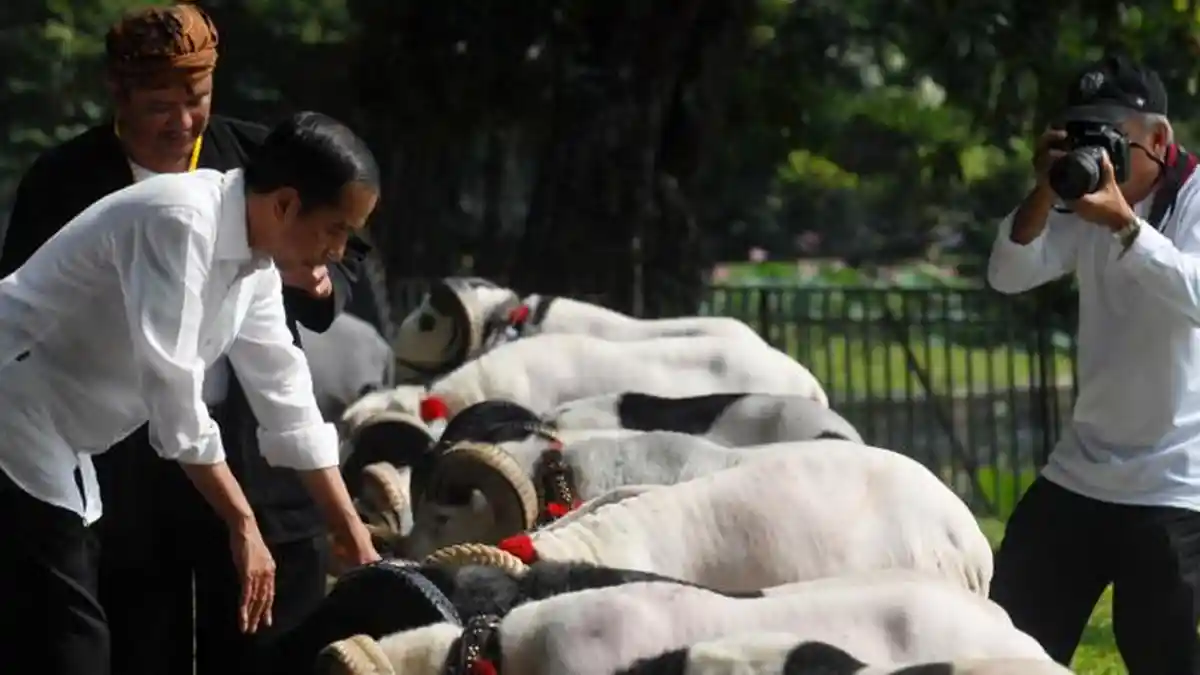 Domba-domba Gemuk Ras Garut Milik Peternak Ini Bikin Presiden Jokowi Minder
