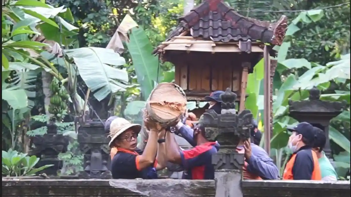 Komang Sri Kaget Dengar Suara Gemuruh, Rumah dan Tempat Suci Rusak Tertimpa Pohon di Klungkung