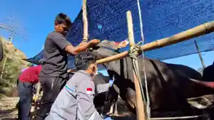 20260419-hewan-kurban.jpg