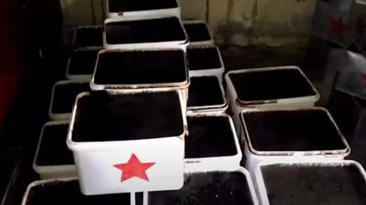 Banyak Dijual Saat Bulan Ramadhan, Ini 5 Manfaat Cincau Hitam untuk Kesehatan yang Jarang Diketahui