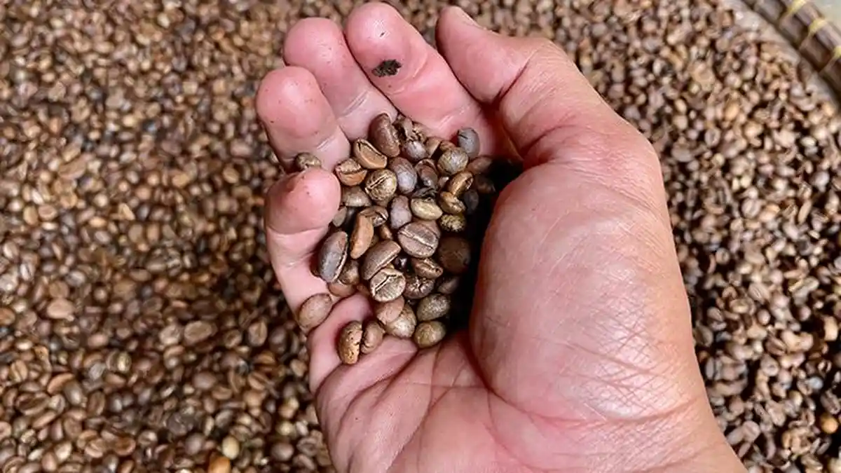 Harga Kopi di Lampung Barat Stabil Meski Diterjang El Nino