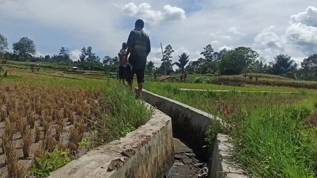 Saluran Air Amblas, Tiga Lokasi Persawahan di Habinsaran Terancam Gagal Tanam