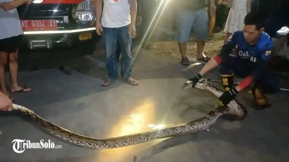 Bikin Geger, Ular Piton Sepanjang 4 Meter Muncul dari Selokan Depan Rumah Warga Desa Tangkil Sragen