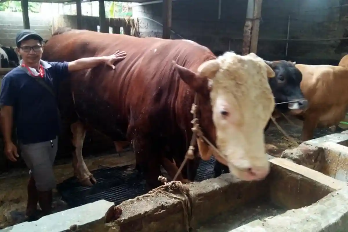 Sapi Milik Rudin Laku Rp 110 Juta, Berkah Peternak Jelang Hari Raya Iduladha di Banjarnegara