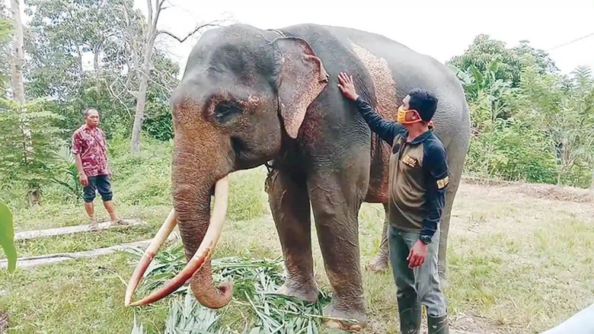 Dibalik Kisah Petugas CRU Aceh Utara, Kala Gajah Jinak Selamatkan Asisten Pawang