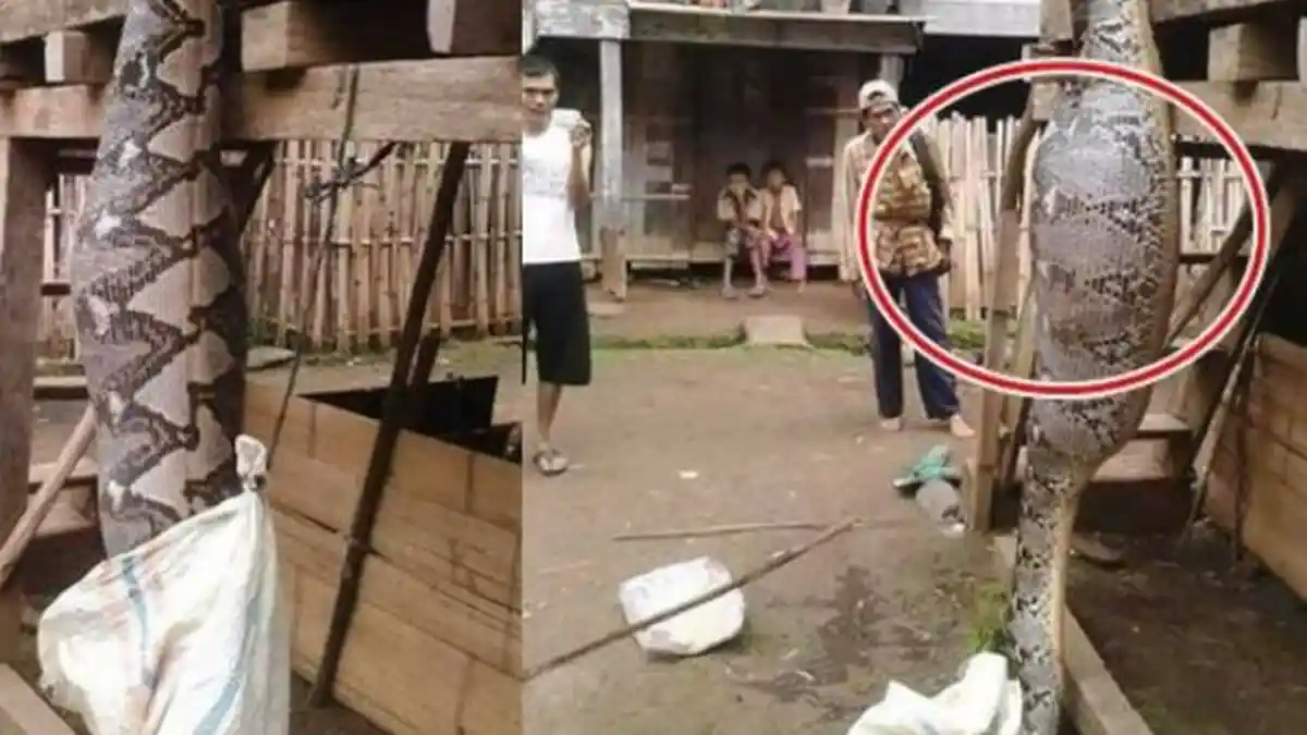 Ular Piton 6 Meter Digantung Terbalik, Warga Penasaran dengan Isi Perutnya