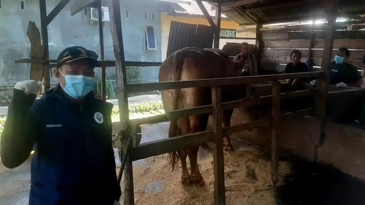 Tidak Kantongi SKKH, Dua Pengangkut Sapi Diminta Balik di Perbatasan Polman Pinrang