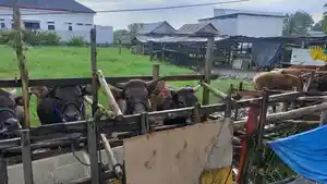 sapi-di-kolakaa.jpg