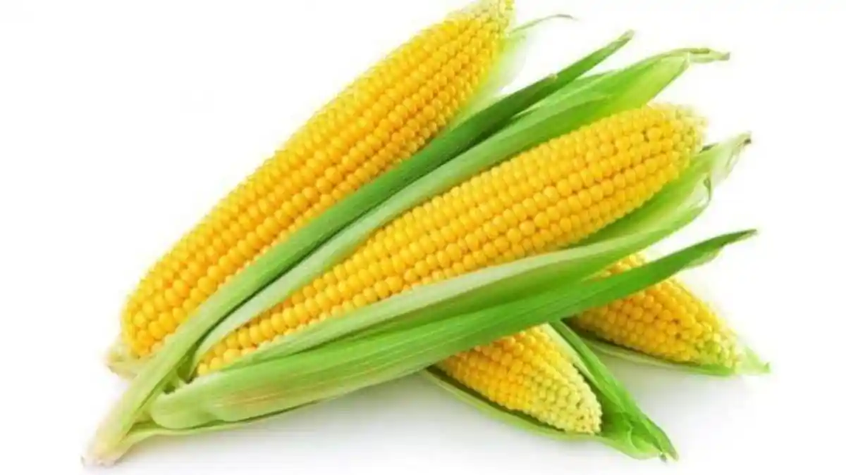 7 Manfaat Jagung Bagi Kesehatan, Bebas Gula, Membantu Menurunkan Berat Badan