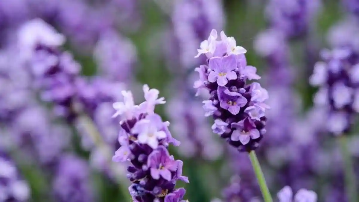 9 Tumbuhan Herbal Terkuat di Bumi, Bunga Lavender dapat Meredakan Kecemasan