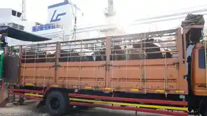 SAPI-PERAH-1.jpg