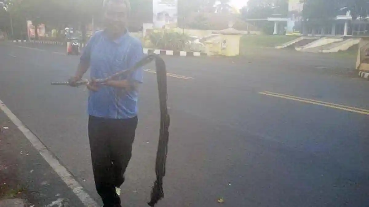 Penemuan Ular Kobra 1,5 Meter di Ciamis, Sengaja Dibuang Warga ke Jalan Agar Mati Terlindas Mobil