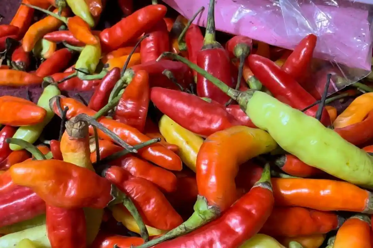 Stok Terbatas, Harga Cabai Setan di Jambi Tembus Rp100 Ribu per Kg