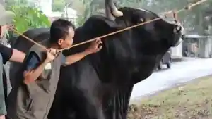 Sapi-Kurban-Presiden-Prabowo.jpg