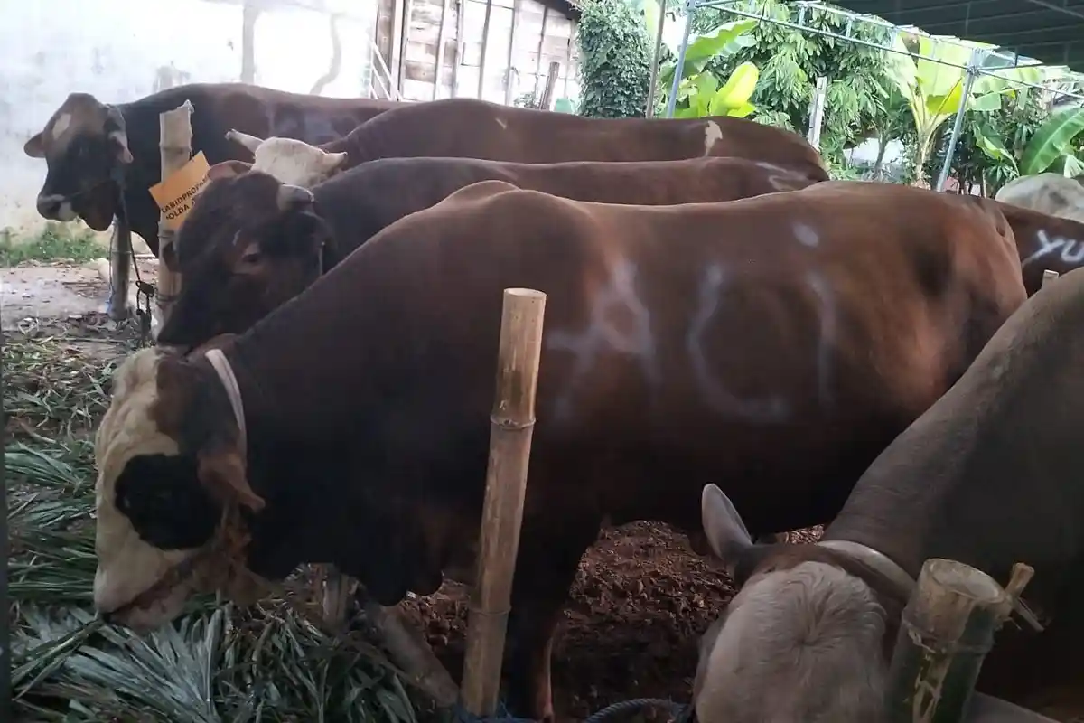 Waspada PMK dan LSD, DP4 Blora Sarankan Tidak Sembelih Ternak Sakit saat Iduladha