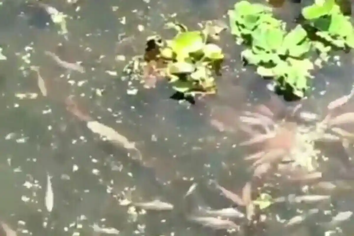 HEBOH VIDEO VIRAL, Ada Kolam Ikan di Dalam Stadion GBLA Bandung, Saking Tak Terurus
