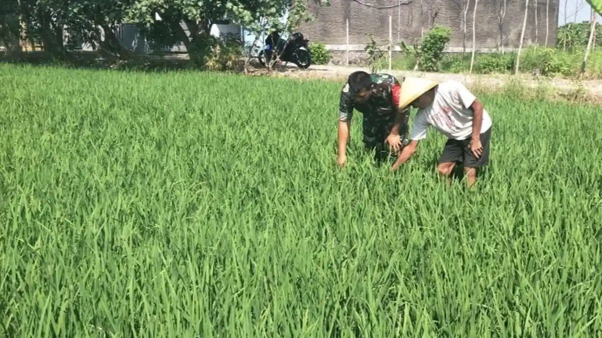 Takut Gagal Panen, Petani di Karanganyar Beli 3 Tangki Air Untuk Sawahnya