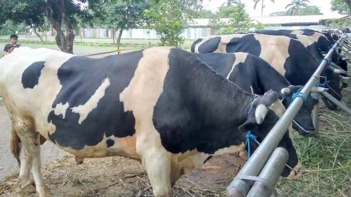 Tahun 2019 Lampung Selatan Surplus Sapi Potong 19.579 ekor
